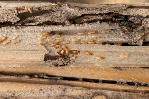 Wasp Removal Services in Holiday City South, NJ